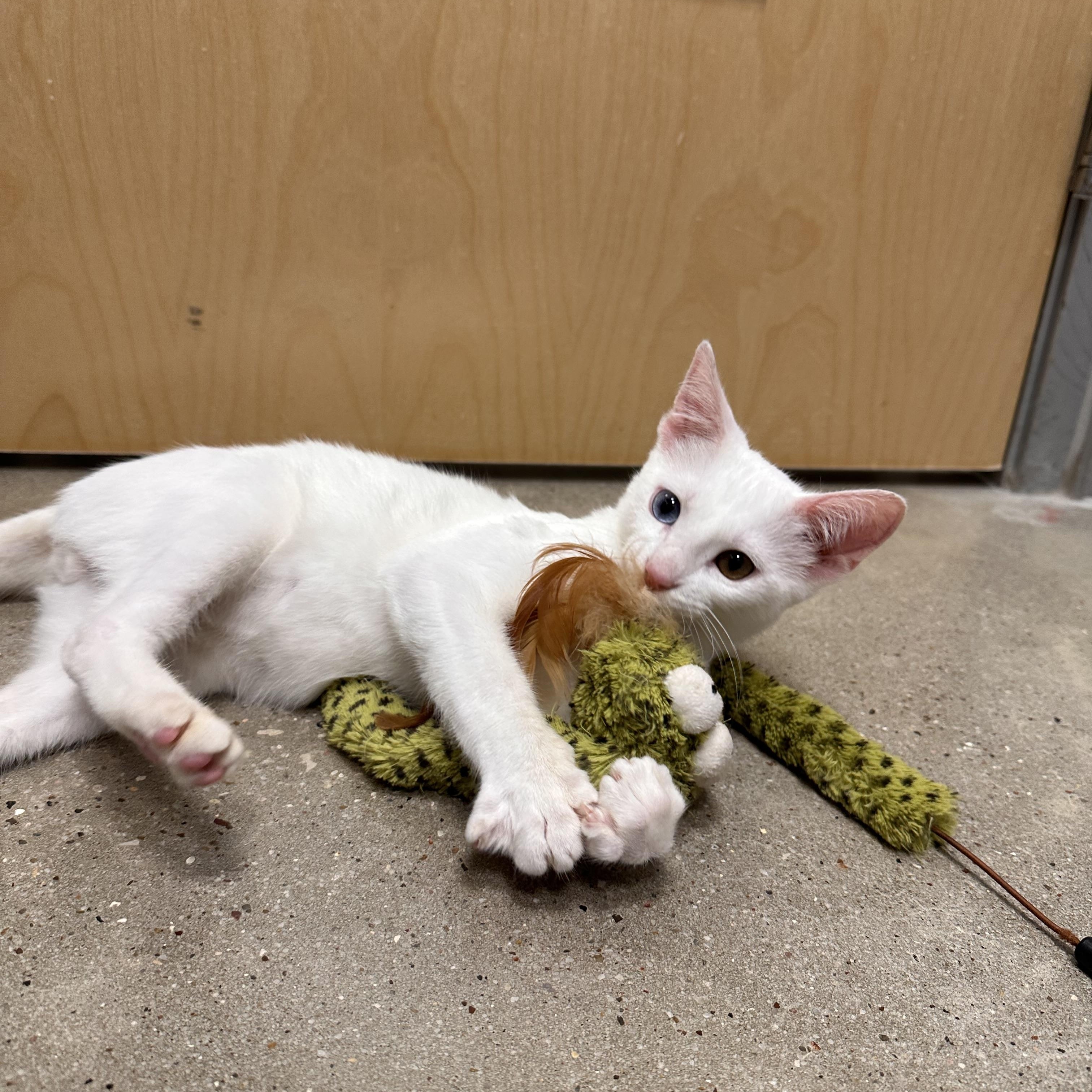 Dazzle - Riley Fuzzel Petsmart