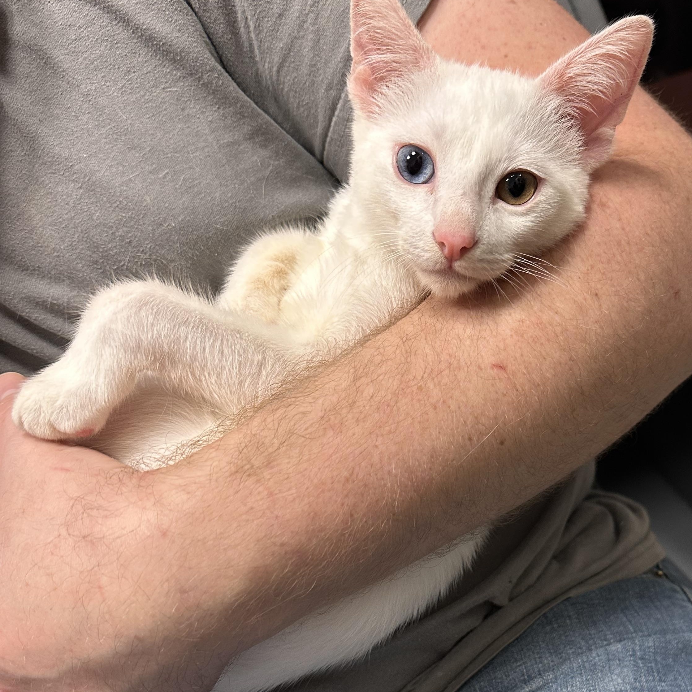 Dazzle - Riley Fuzzel Petsmart