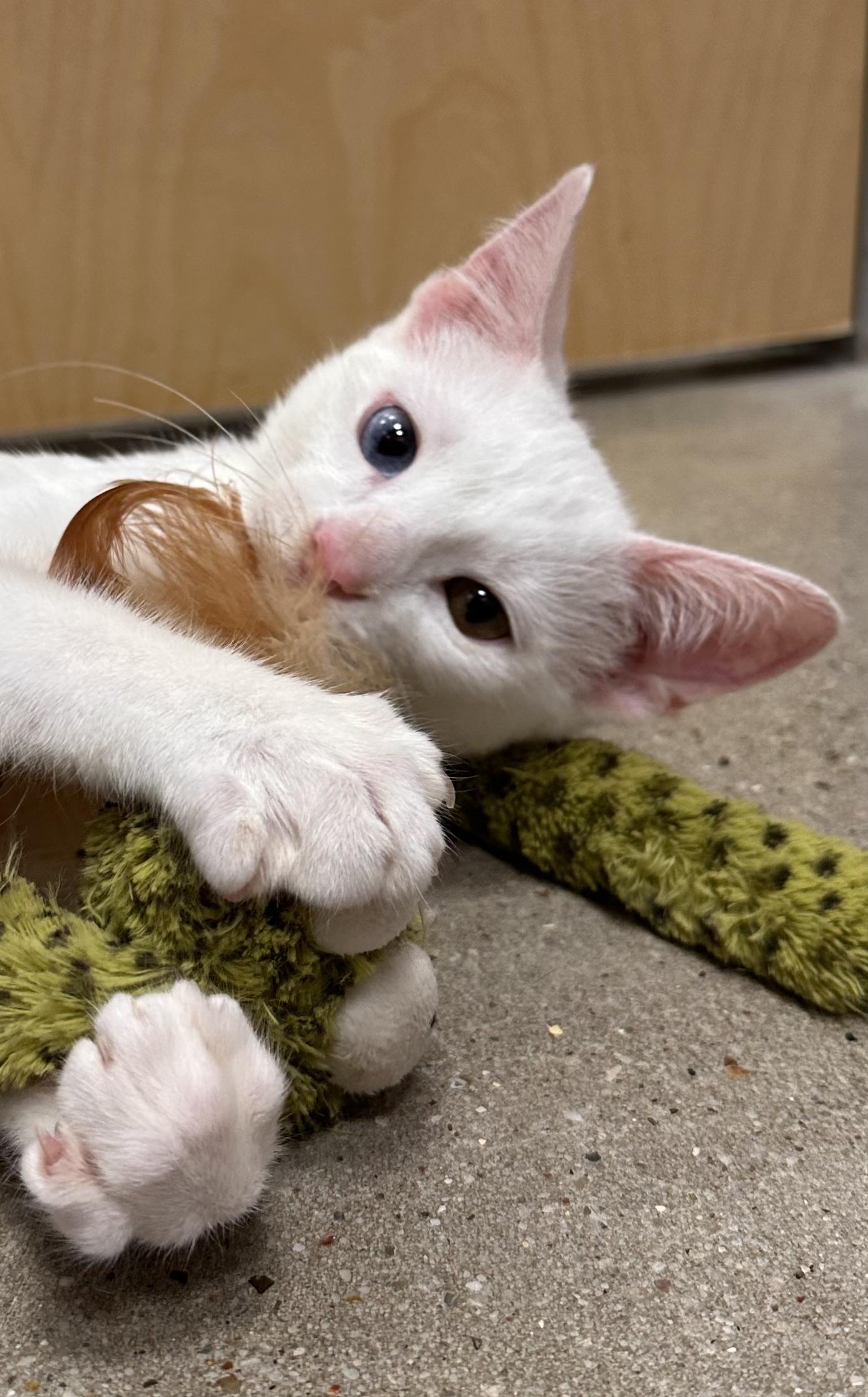 Dazzle - Riley Fuzzel Petsmart