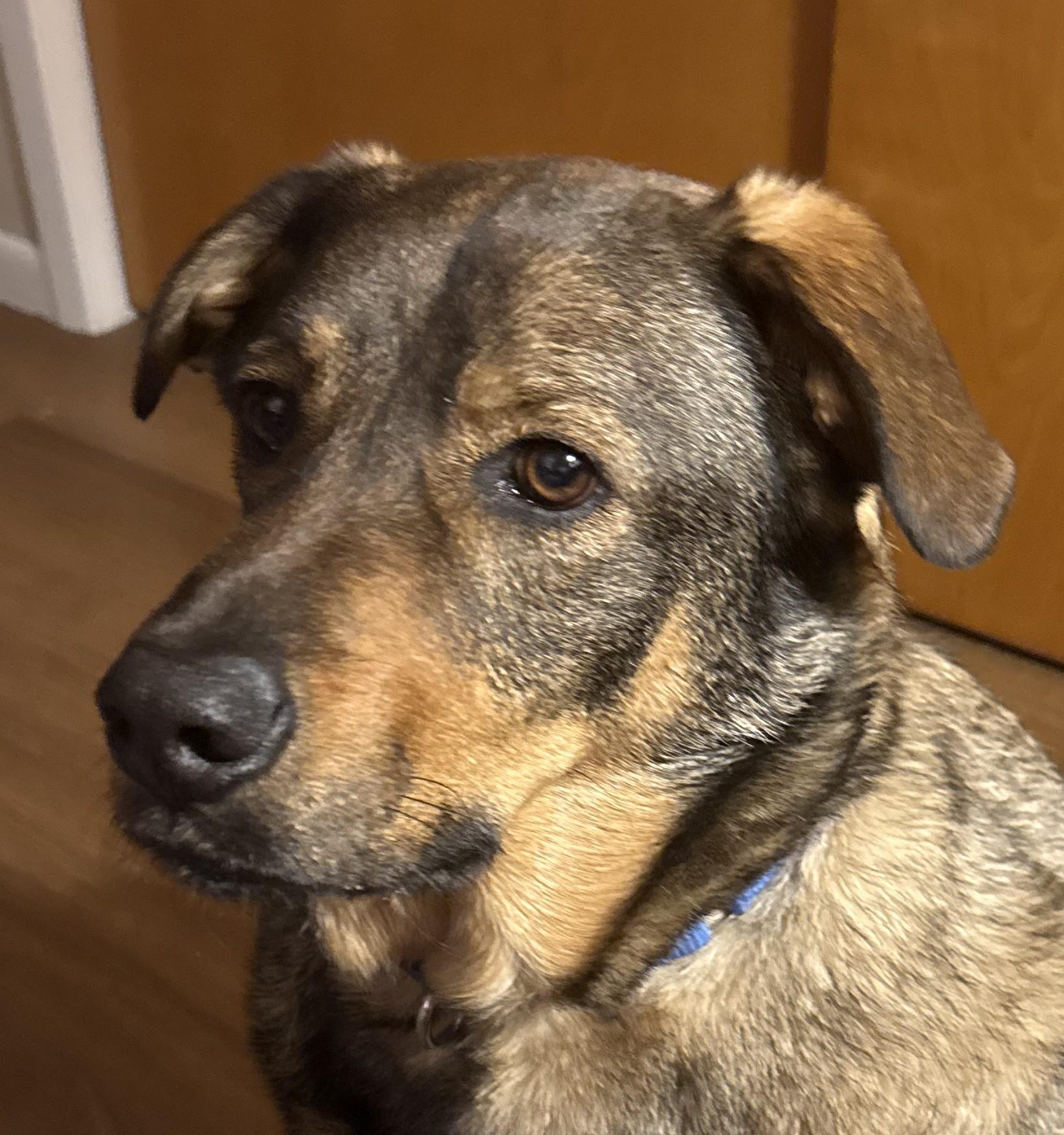 Arthur, ADOPTABLE, Adult Male German Shepherd Dog.