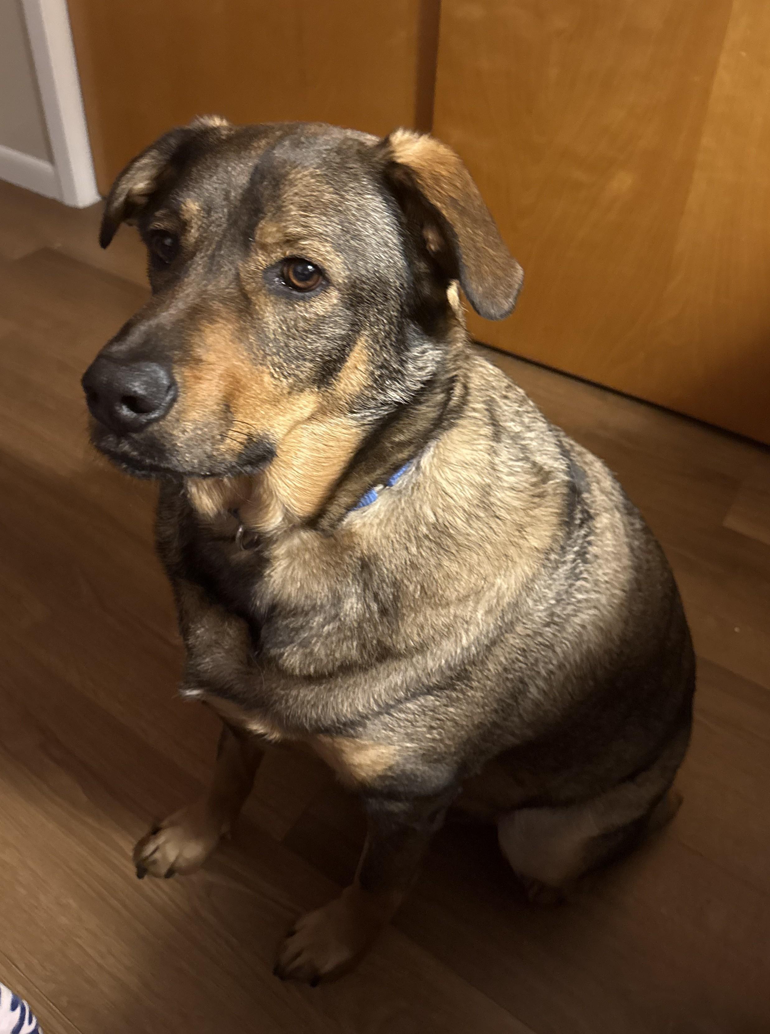 Arthur, a ADOPTABLE mixed breed in Greeley, CO image 2/3