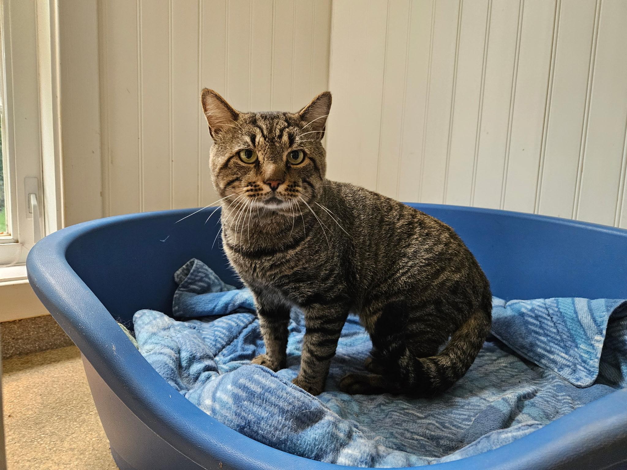 Enlarge Yoda, a Adoptable Domestic Short Hair in Westbrook, CT image 2/3