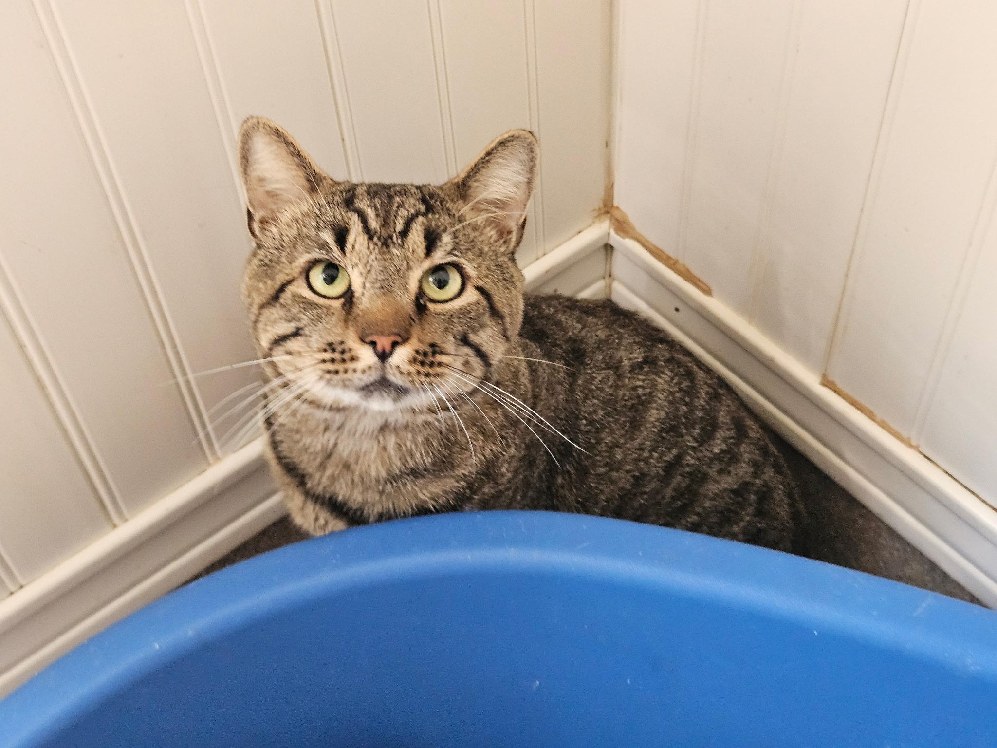 Enlarge Yoda, a Adoptable Domestic Short Hair in Westbrook, CT image 1/3