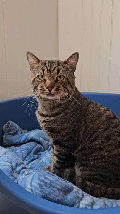 Enlarge Yoda, a Adoptable Domestic Short Hair in Westbrook, CT video 3/3