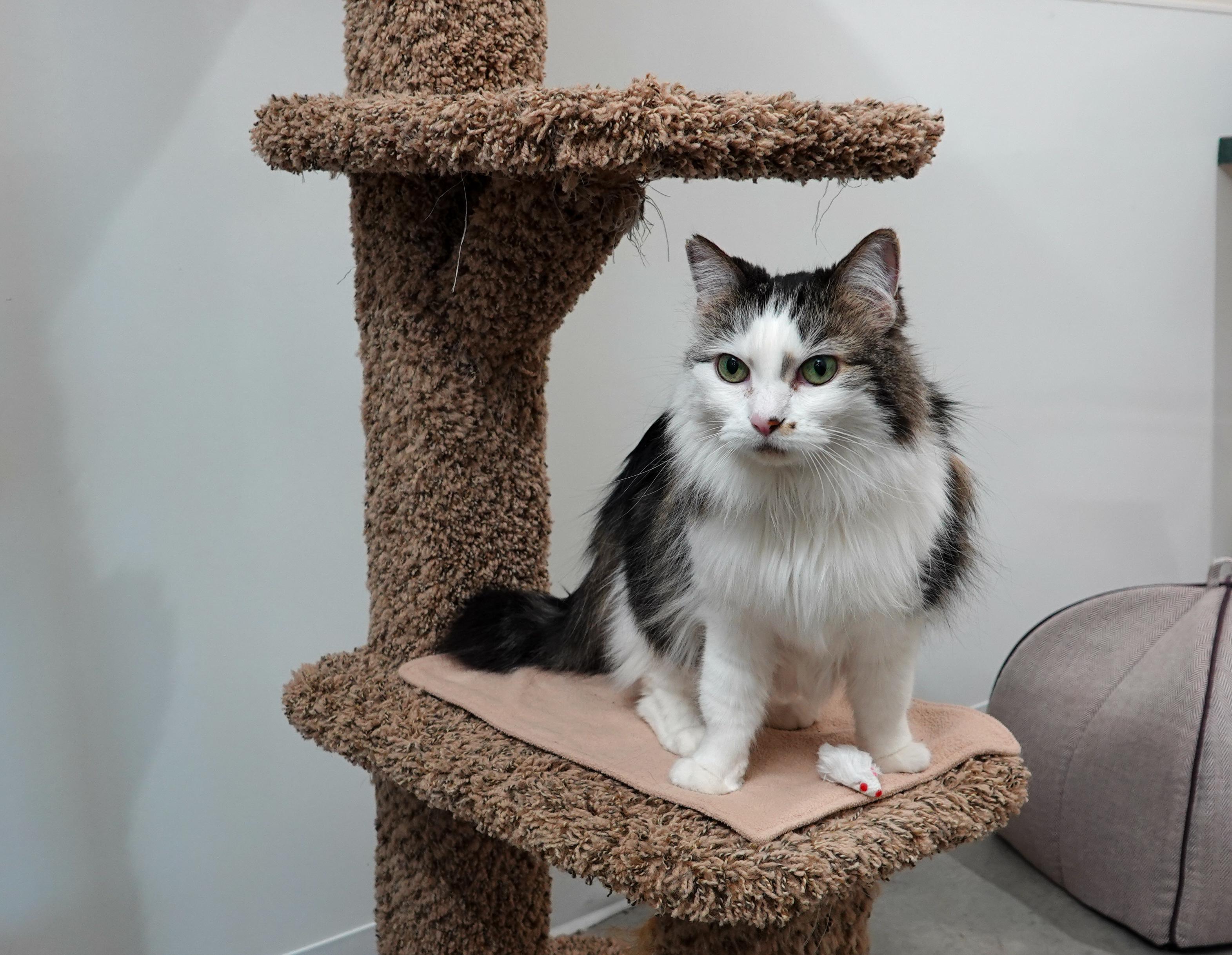 Enlarge Bunny, a ADOPTABLE Domestic Long Hair in Boise, ID image 2/3