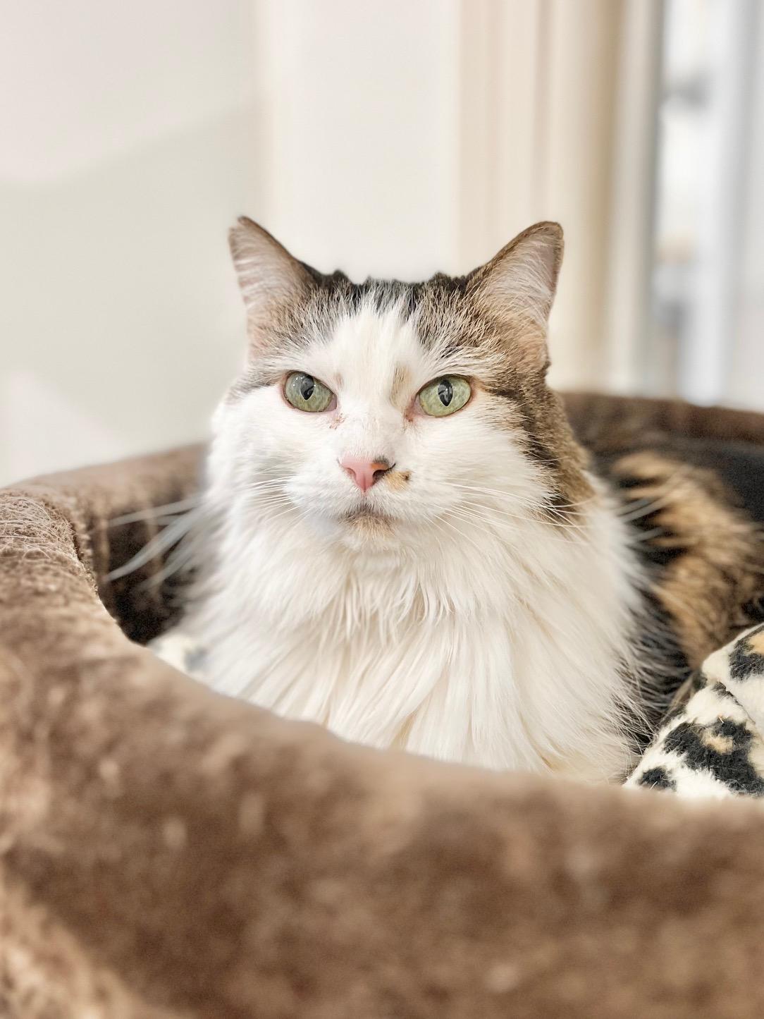 Bunny, ADOPTABLE, Adult Female Domestic Long Hair.