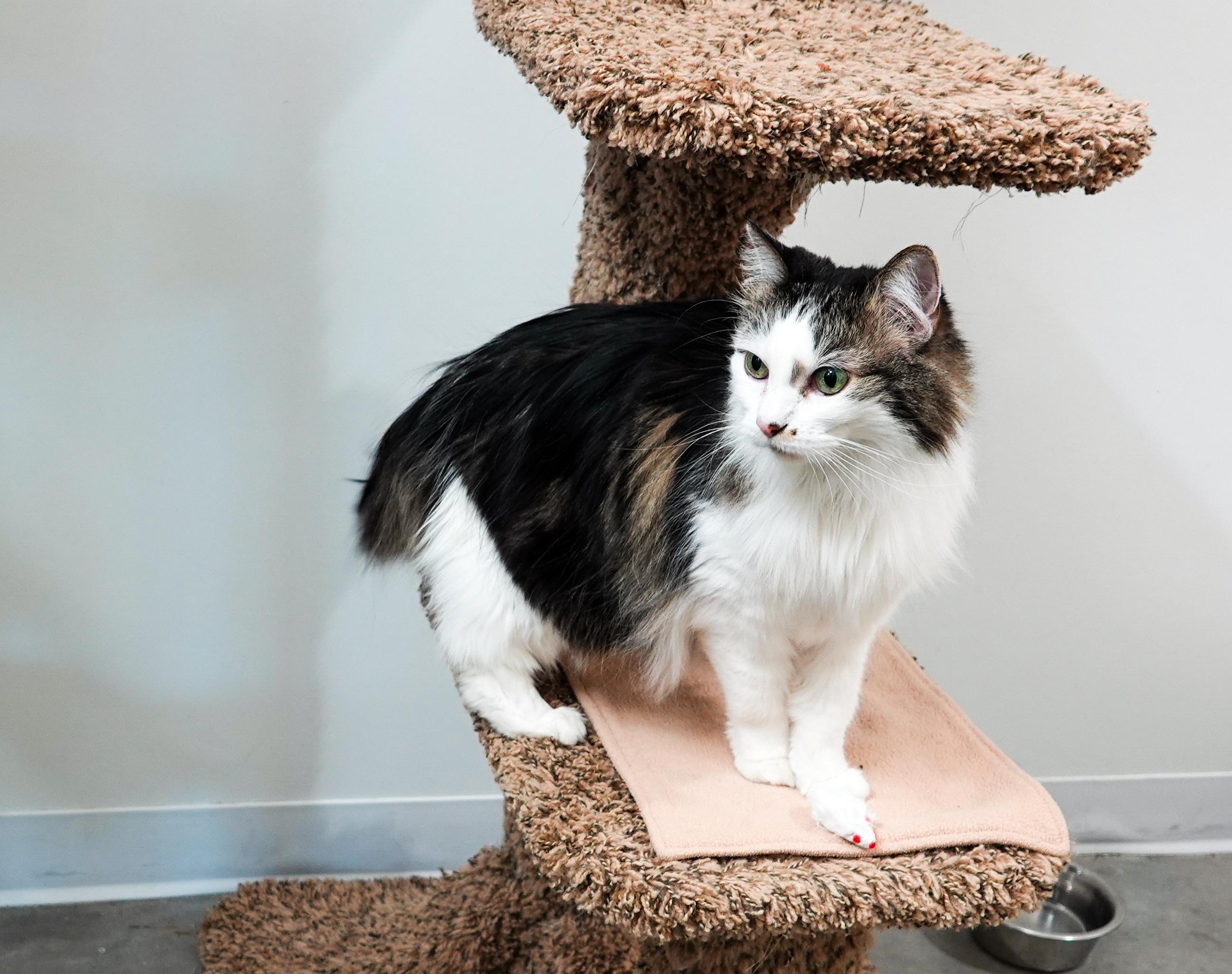 Enlarge Bunny, a ADOPTABLE Domestic Long Hair in Boise, ID image 3/3