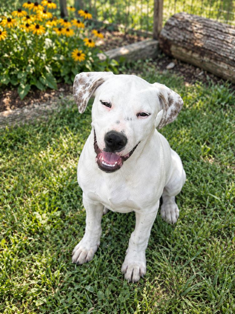 Enlarge Gouda, a Adoptable mixed breed in Brownstown, IN image 2/2