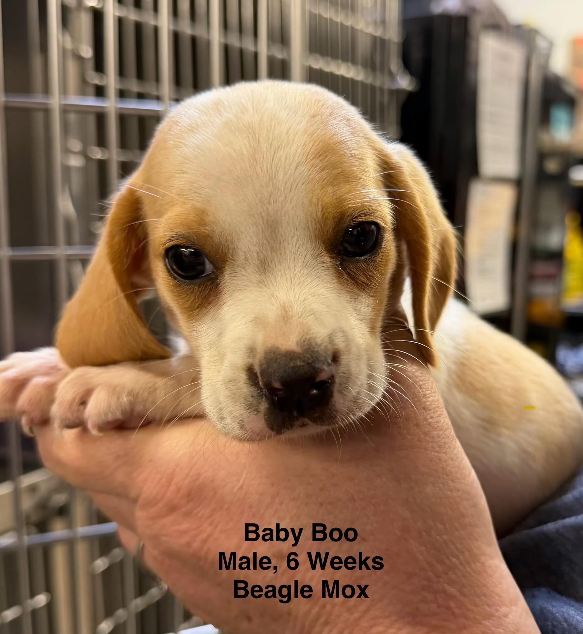 Baby Boo, Adoptable, Puppy Male Beagle.