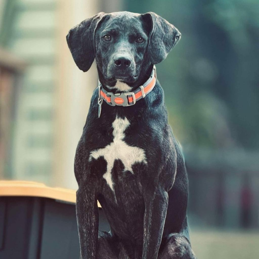 Rambo, Adoptable, Adult Male Plott Hound.