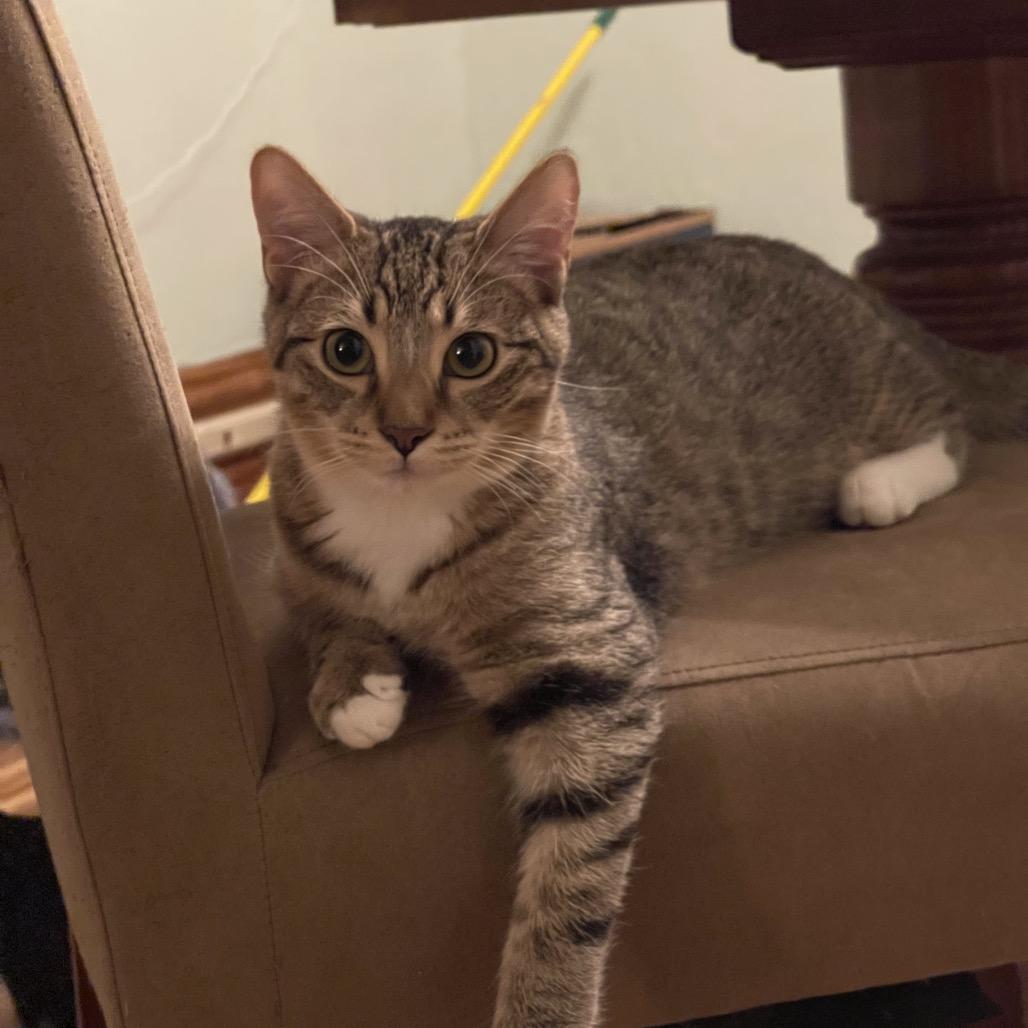 Robin Hood, a Adoptable Domestic Short Hair in St. Peters, MO image 1/6