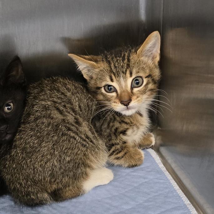 Robin Hood, a Adoptable Domestic Short Hair in St. Peters, MO image 2/6