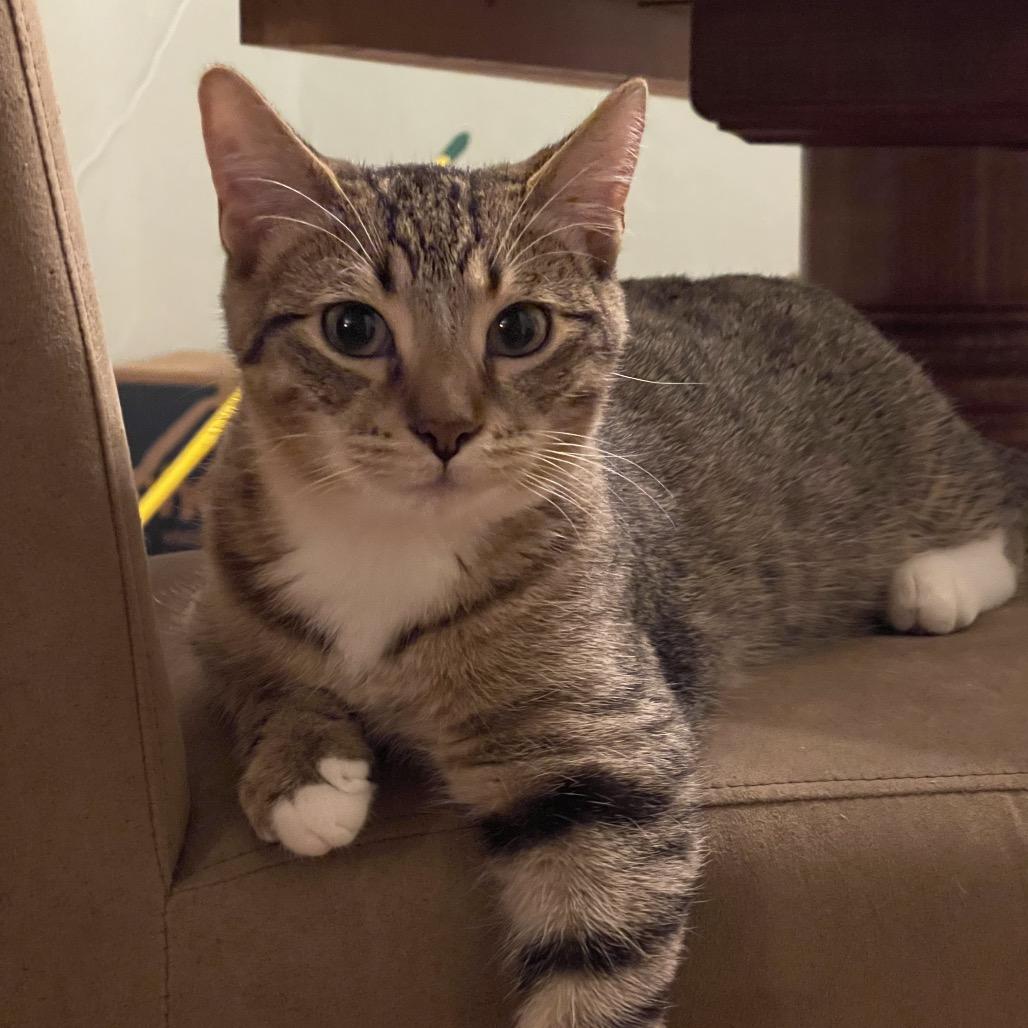 Robin Hood, a Adoptable Domestic Short Hair in St. Peters, MO image 3/6