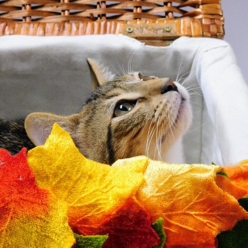 Robin Hood, a Adoptable Domestic Short Hair in St. Peters, MO image 4/6