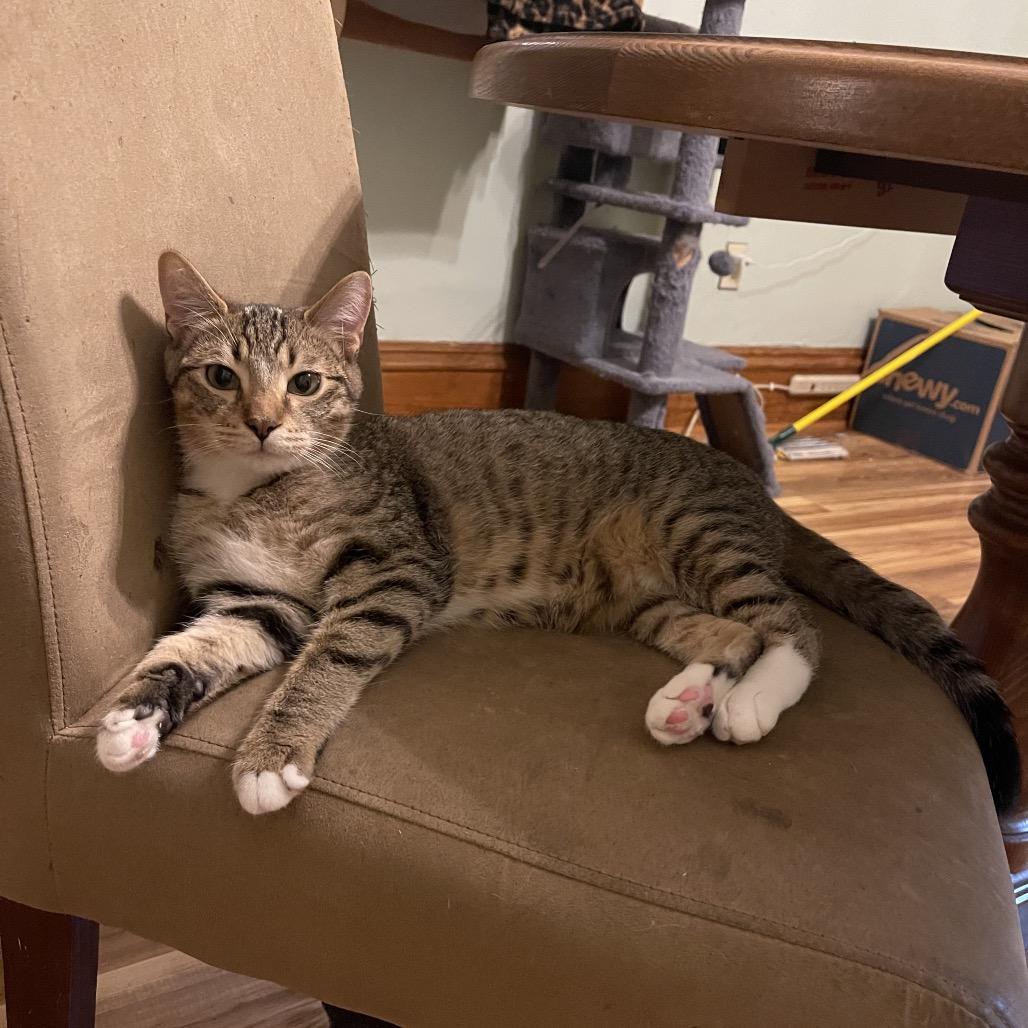 Robin Hood, a Adoptable Domestic Short Hair in St. Peters, MO image 5/6