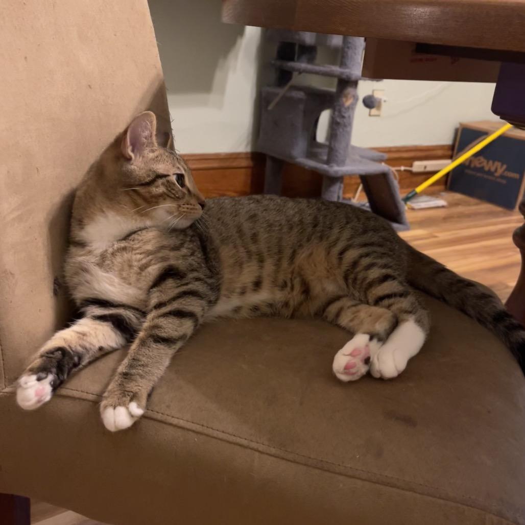 Robin Hood, a Adoptable Domestic Short Hair in St. Peters, MO image 6/6