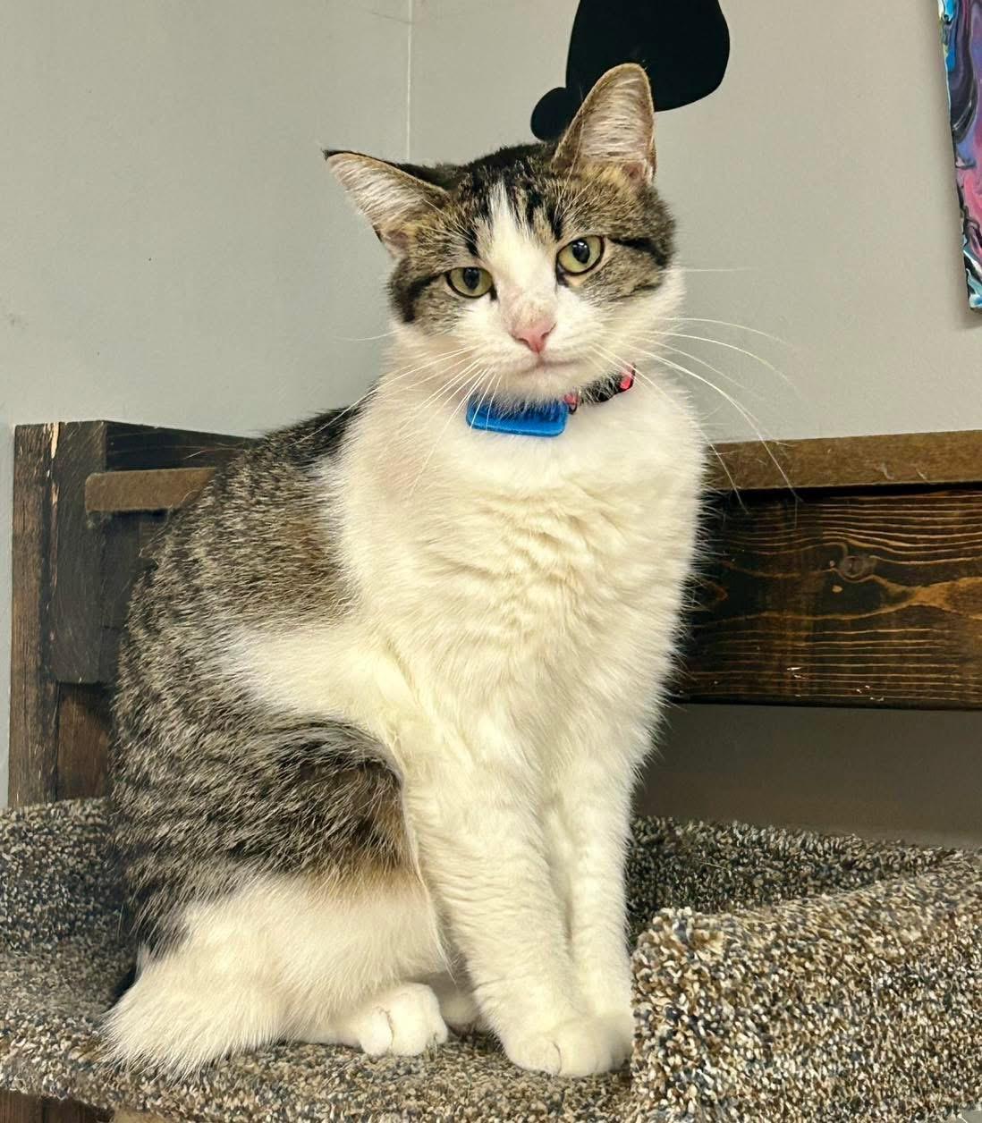 Enlarge Carmen, a Adoptable Domestic Short Hair in Momence, IL image 1/1