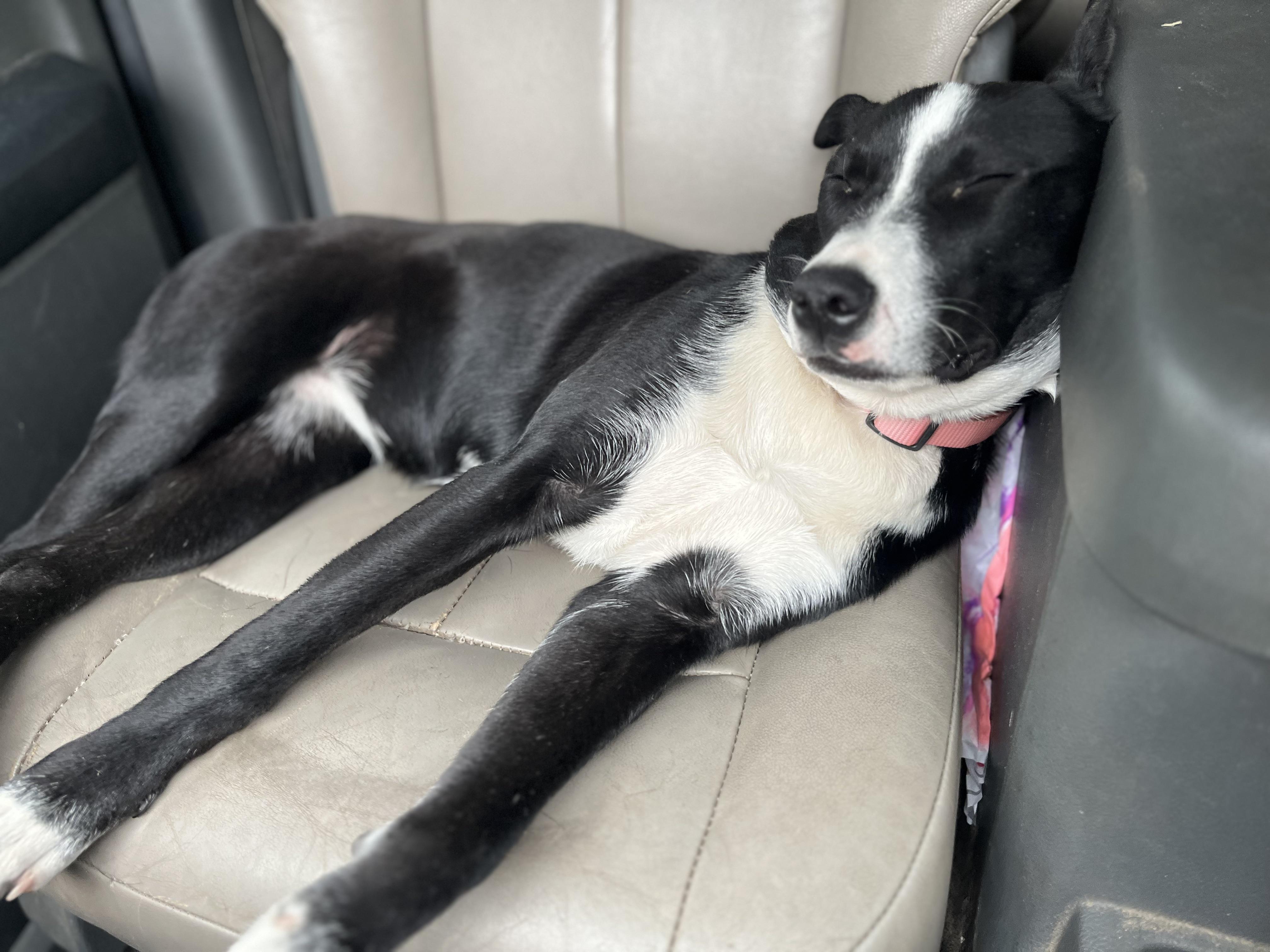 Sindri, Adoptable, Young Female Pit Bull Terrier & Husky.