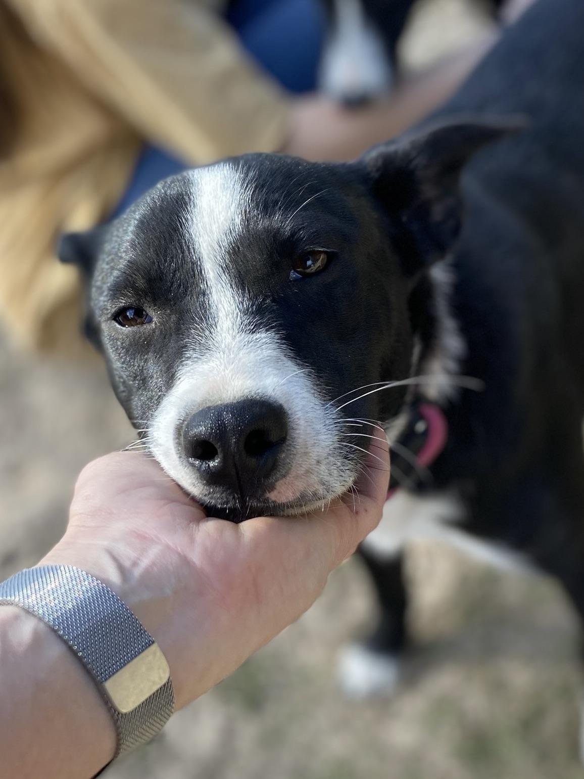 Enlarge Sindri, a Adoptable mixed breed in Lexington, TX image 2/4