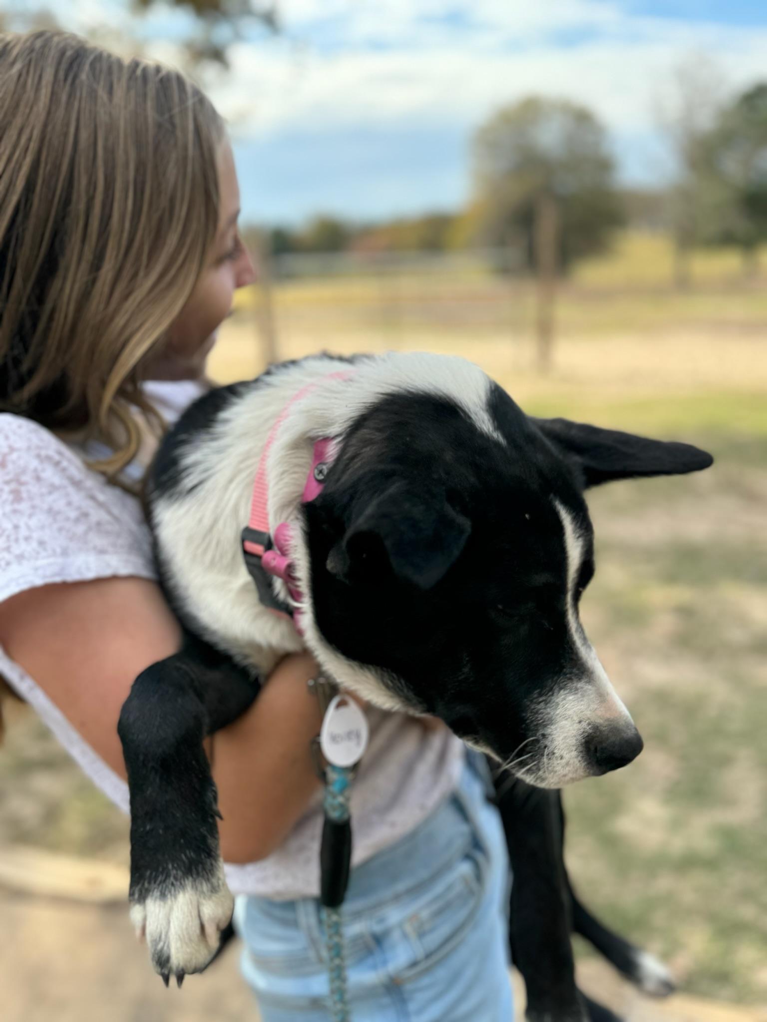 Enlarge Sindri, a Adoptable mixed breed in Lexington, TX image 3/4