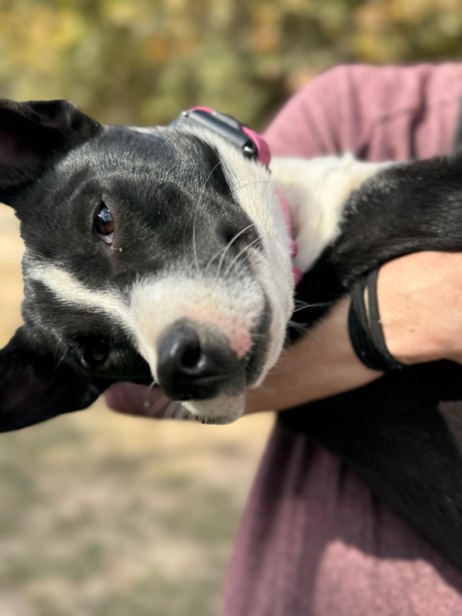 Enlarge Sindri, a Adoptable mixed breed in Lexington, TX image 4/4