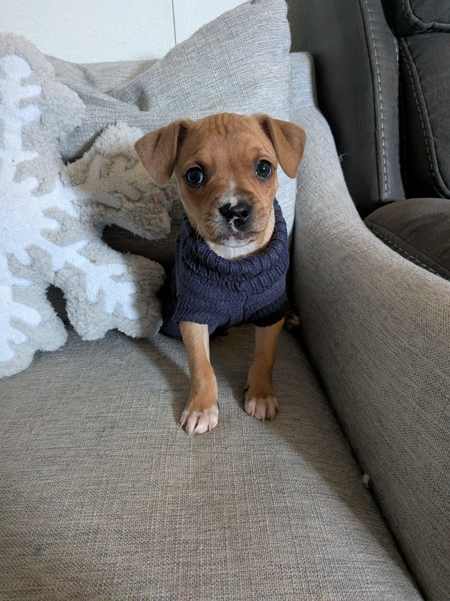 Josh, adopted, Young Male Pit Bull Terrier.