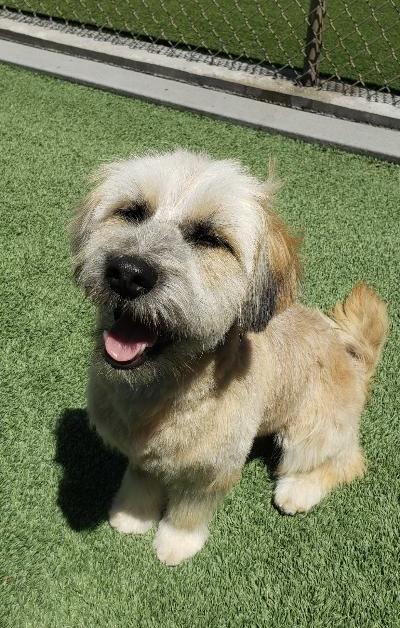 Enlarge Eddie, a ADOPTABLE mixed breed in Gardena, CA image 4/4
