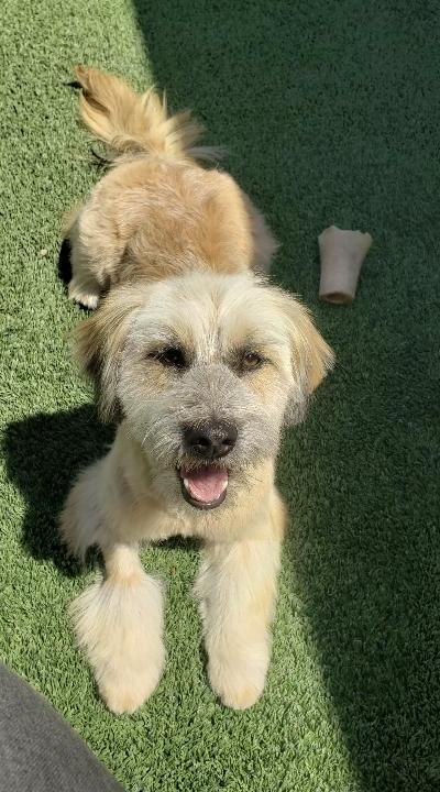 Enlarge Eddie, a ADOPTABLE mixed breed in Gardena, CA image 2/4