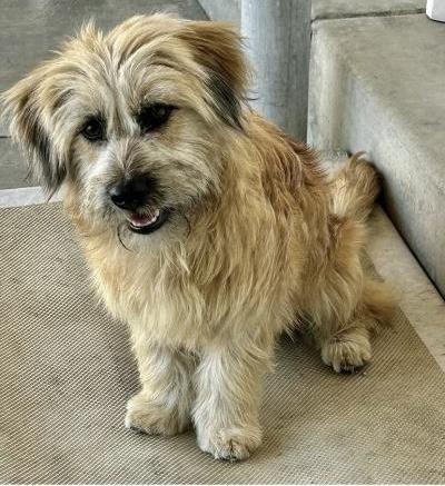 Enlarge Eddie, a ADOPTABLE mixed breed in Gardena, CA image 3/4