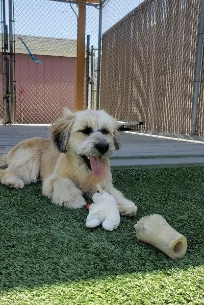 Enlarge Eddie, a ADOPTABLE mixed breed in Gardena, CA image 1/4