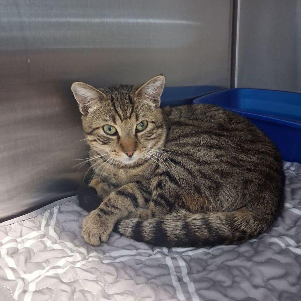 Enlarge Jersey, a Adoptable Domestic Short Hair in Kingman, AZ image 1/2