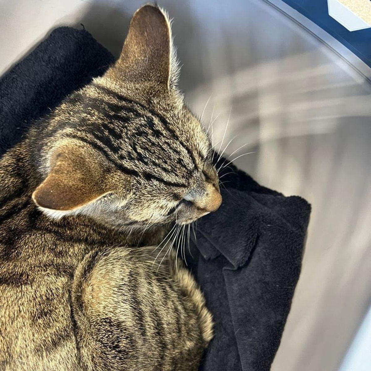 Enlarge Jersey, a Adoptable Domestic Short Hair in Kingman, AZ image 2/2