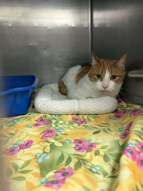 JOANNA, Adoptable, Adult Female Domestic Short Hair.