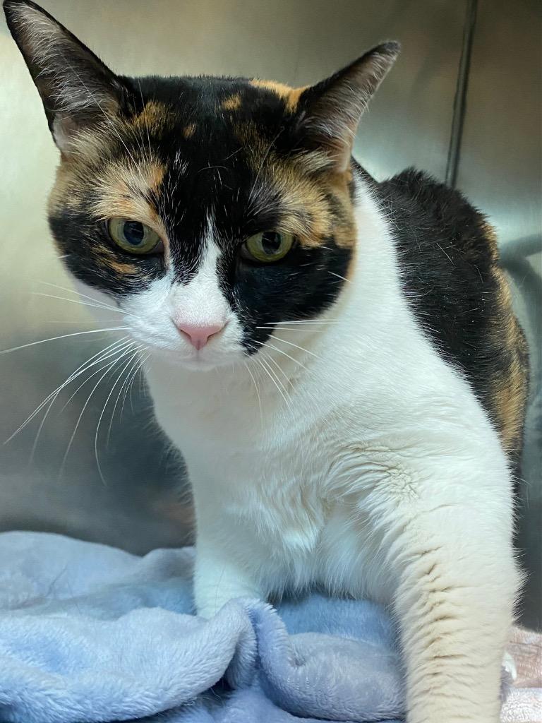 Cali, Adoptable, Senior Female Domestic Short Hair.