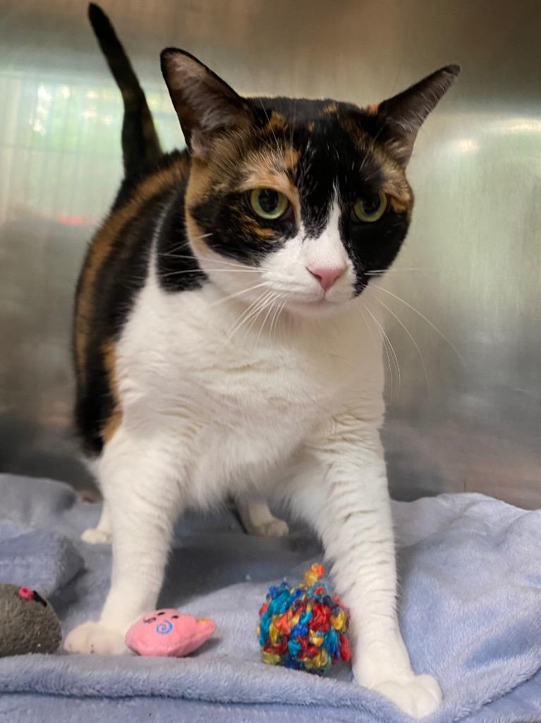 Cali, a Adoptable mixed breed in Fall River, MA image 2/6