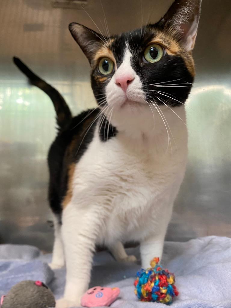 Cali, a Adoptable mixed breed in Fall River, MA image 3/6