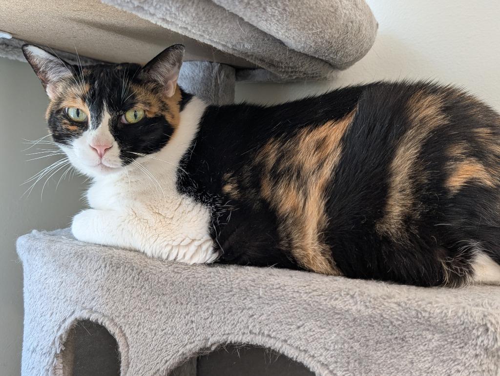 Enlarge Cali, a Adoptable mixed breed in Fall River, MA image 5/6