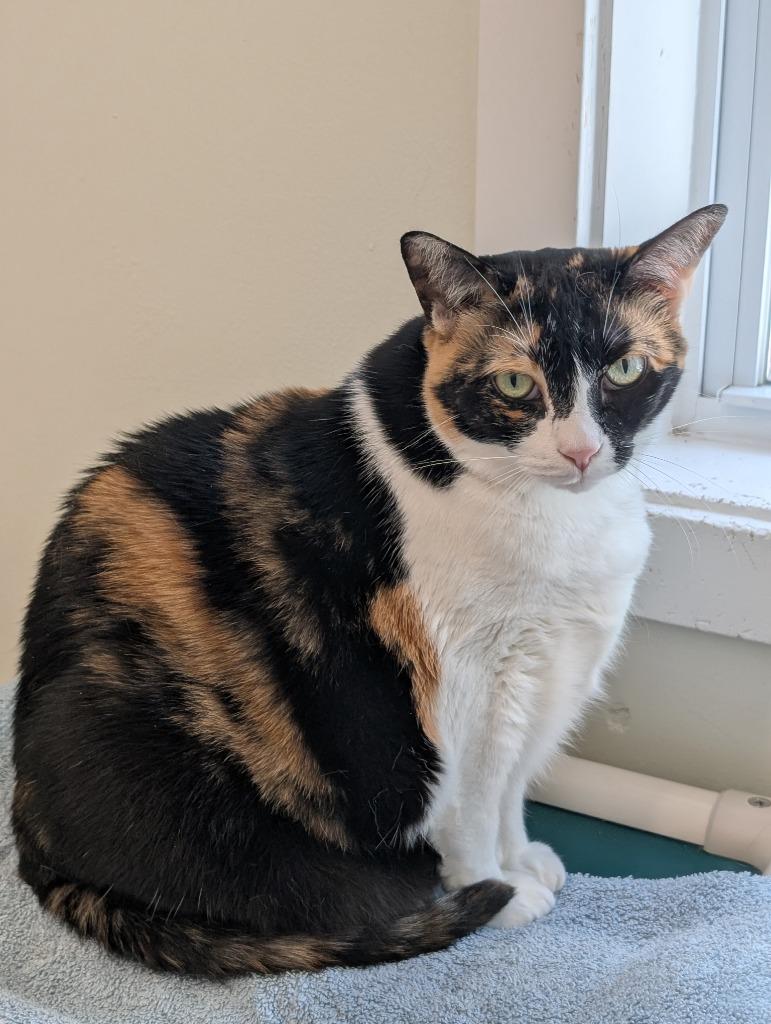 Cali, a Adoptable mixed breed in Fall River, MA image 6/6