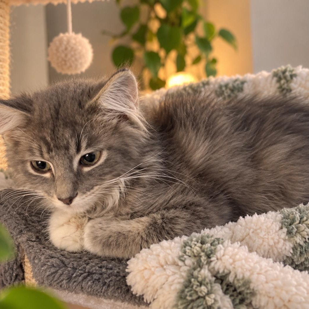 Enlarge Annabelle, a Adoptable mixed breed in Andover, MN image 2/2