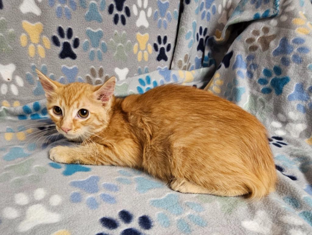 Enlarge Helen, a Adoptable mixed breed in Wabash, IN image 1/1