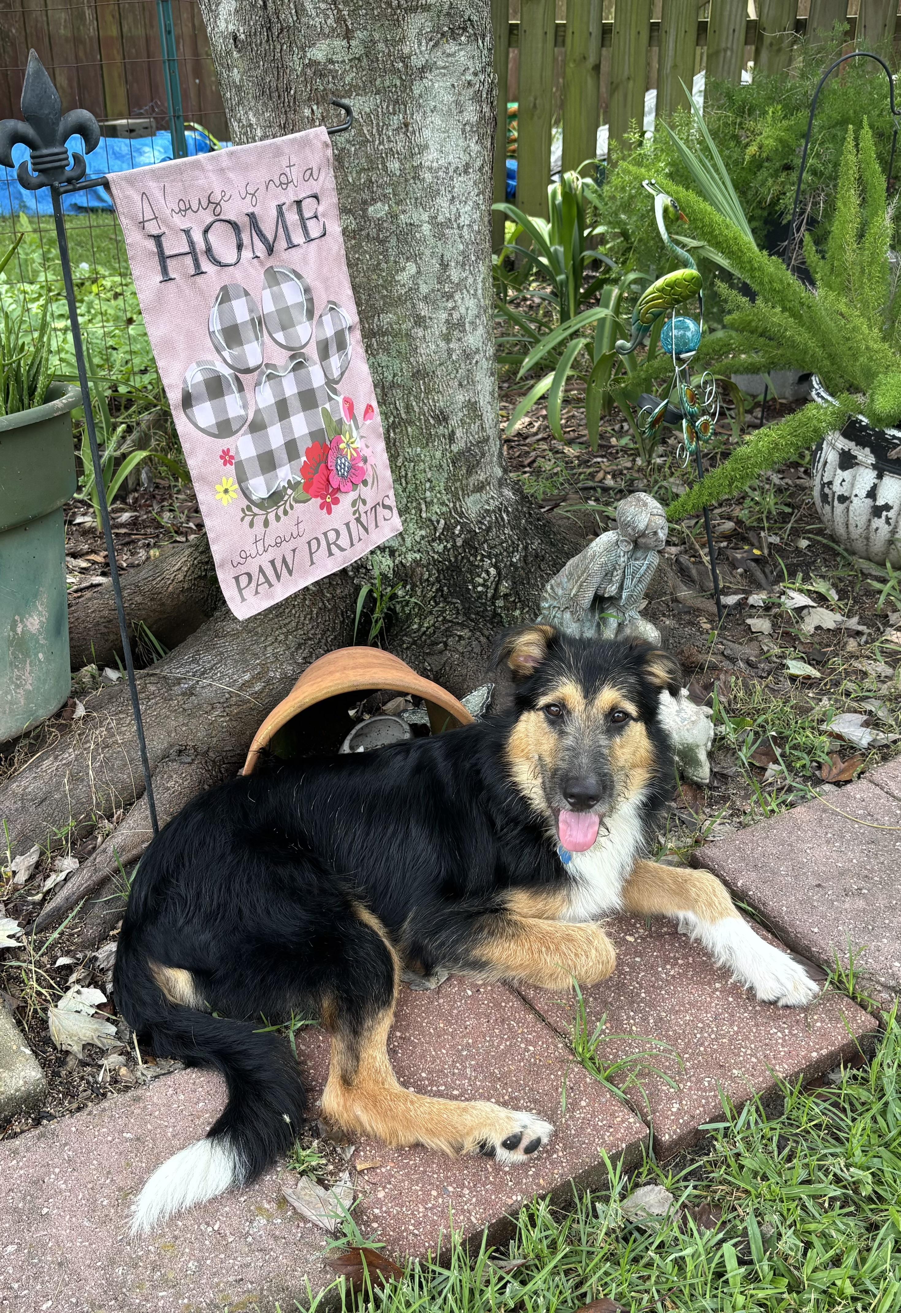 Deuce, a ADOPTABLE mixed breed in New Orleans, LA image 2/6