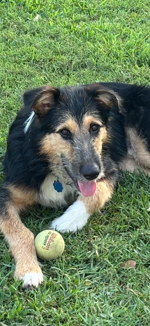 Deuce, ADOPTABLE, Young Male Collie & Terrier.