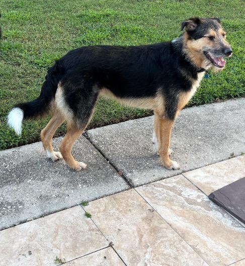 Enlarge Deuce, a ADOPTABLE mixed breed in New Orleans, LA image 2/6
