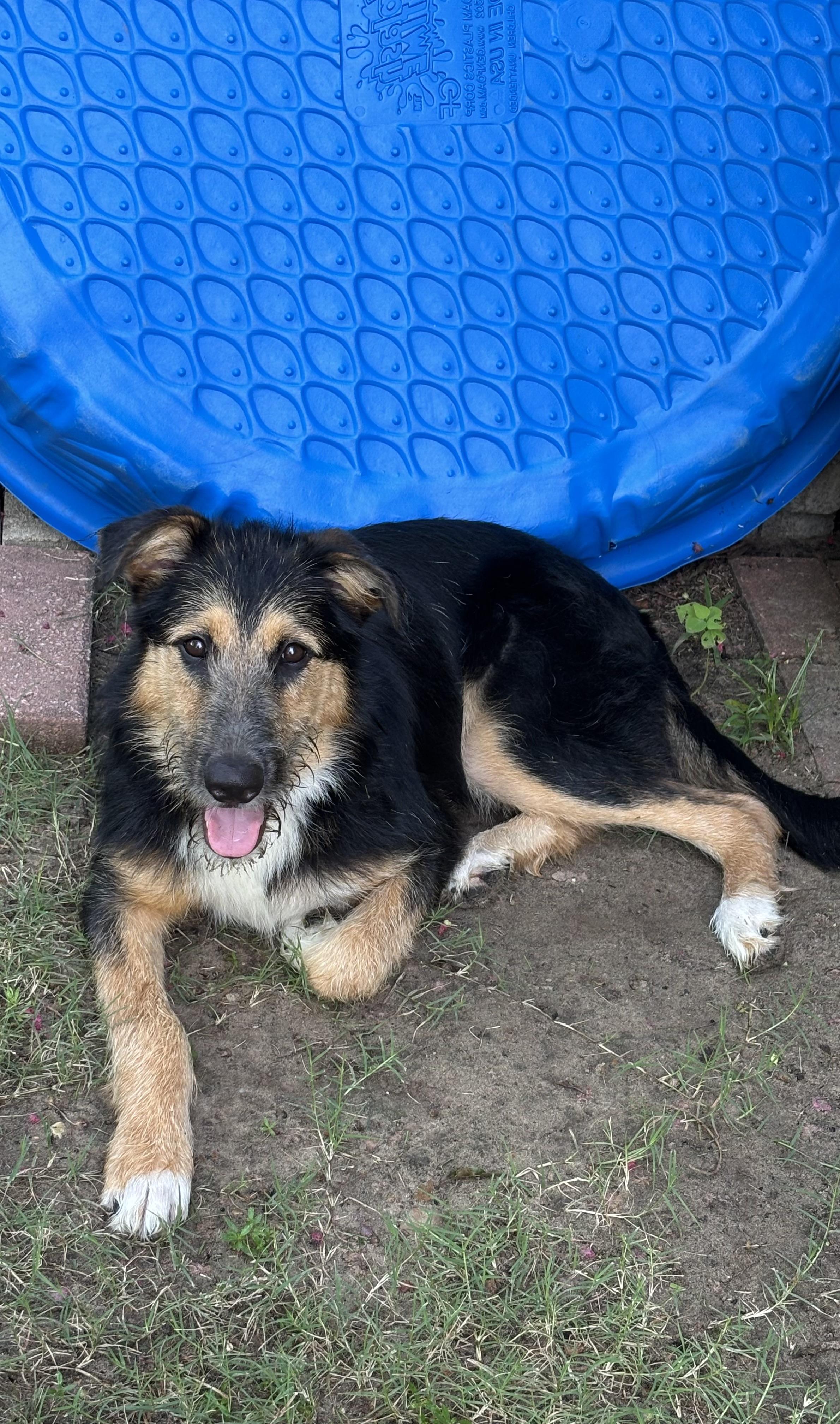 Deuce, a ADOPTABLE mixed breed in New Orleans, LA image 5/6