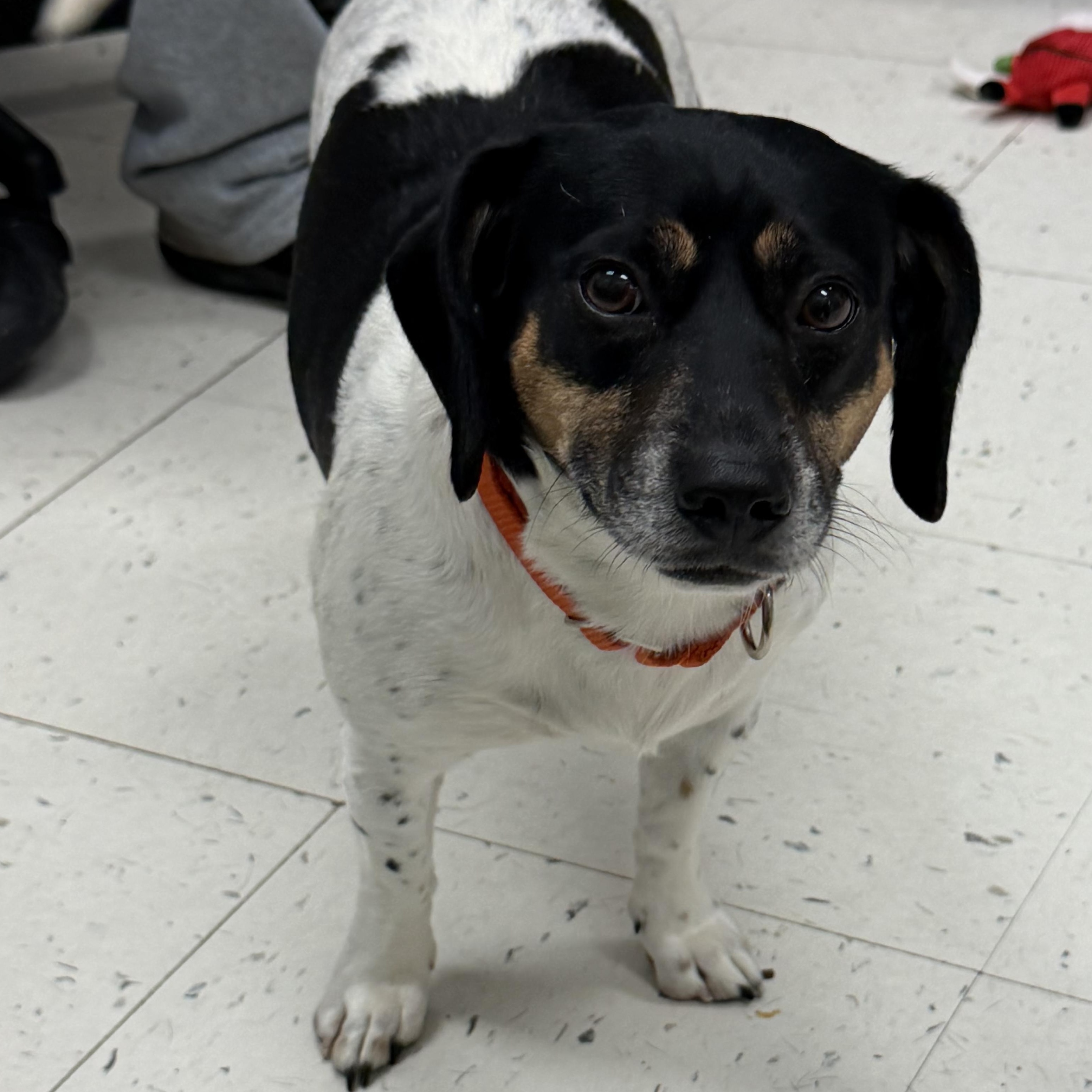 Ivy (Bonded with Fern), ADOPTABLE, Adult Female Dachshund.