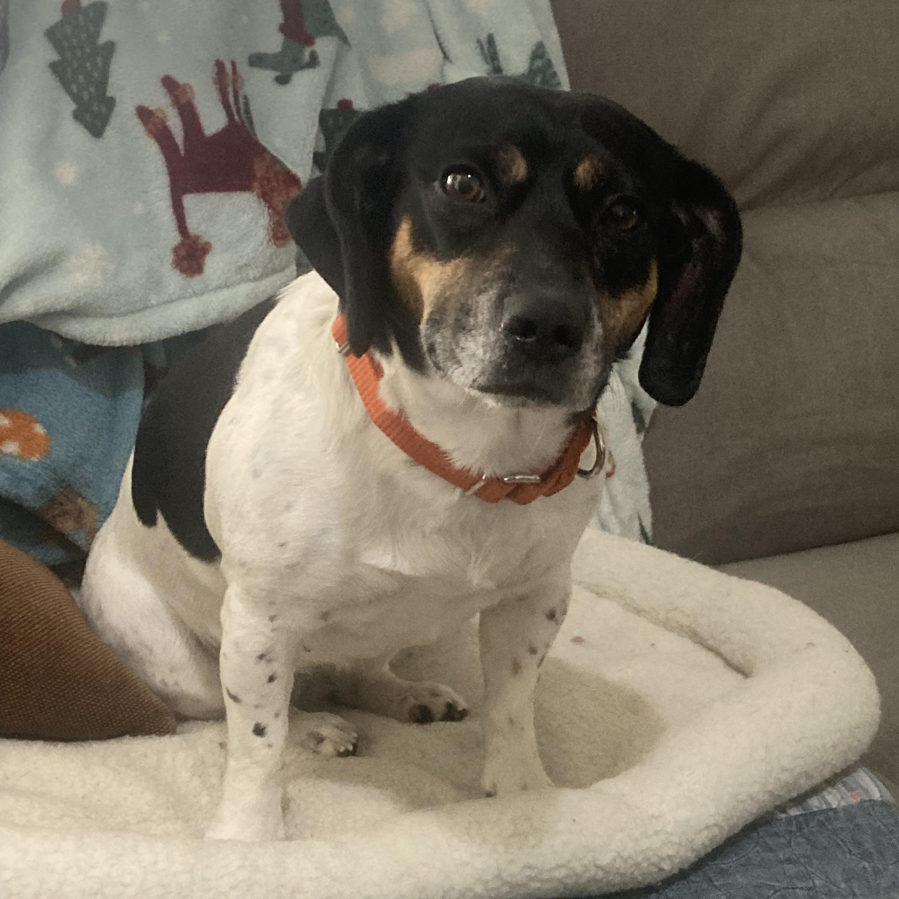 Enlarge Ivy (Bonded with Fern), a ADOPTABLE mixed breed in Bettendorf, IA image 6/6