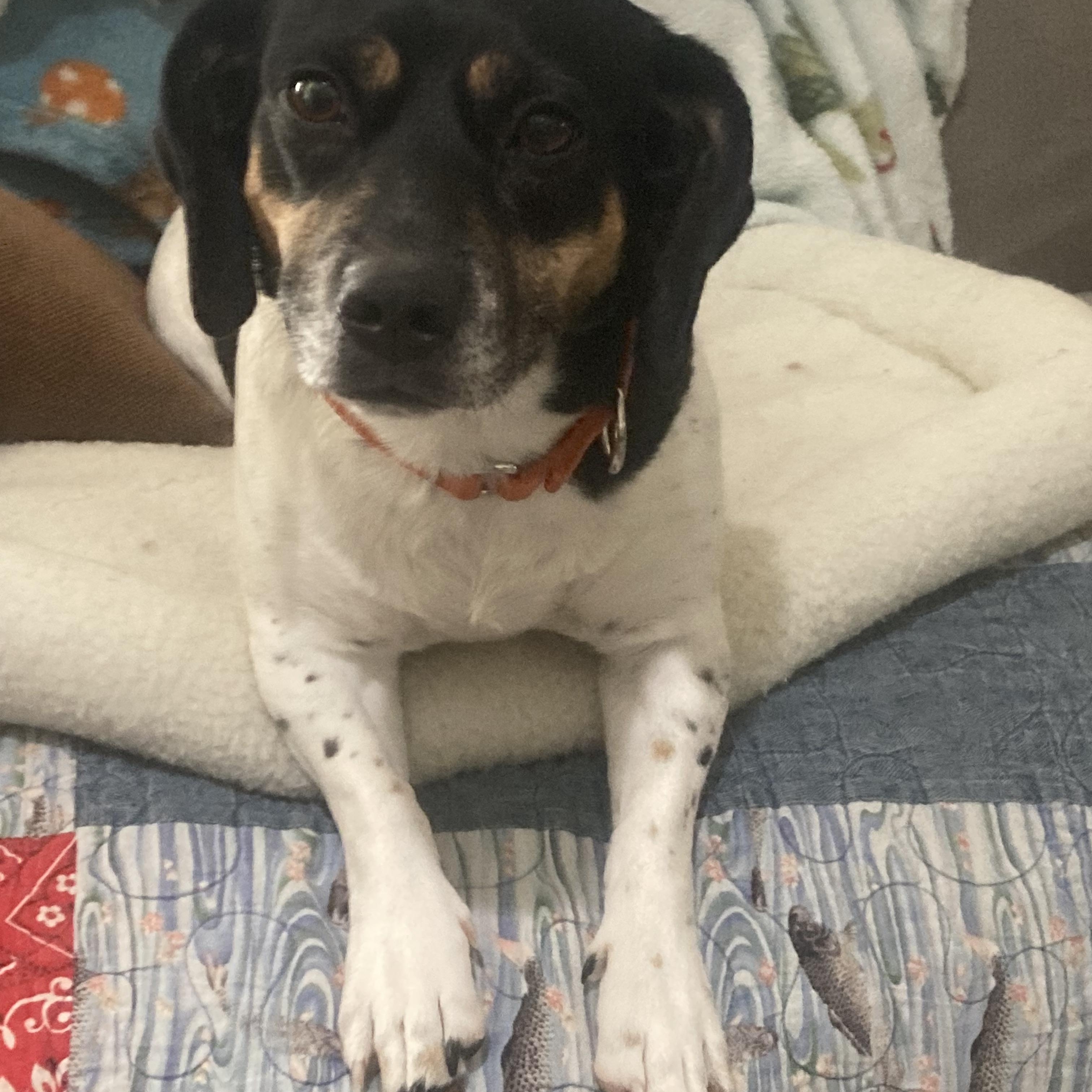 Enlarge Ivy (Bonded with Fern), a ADOPTABLE mixed breed in Bettendorf, IA image 4/6