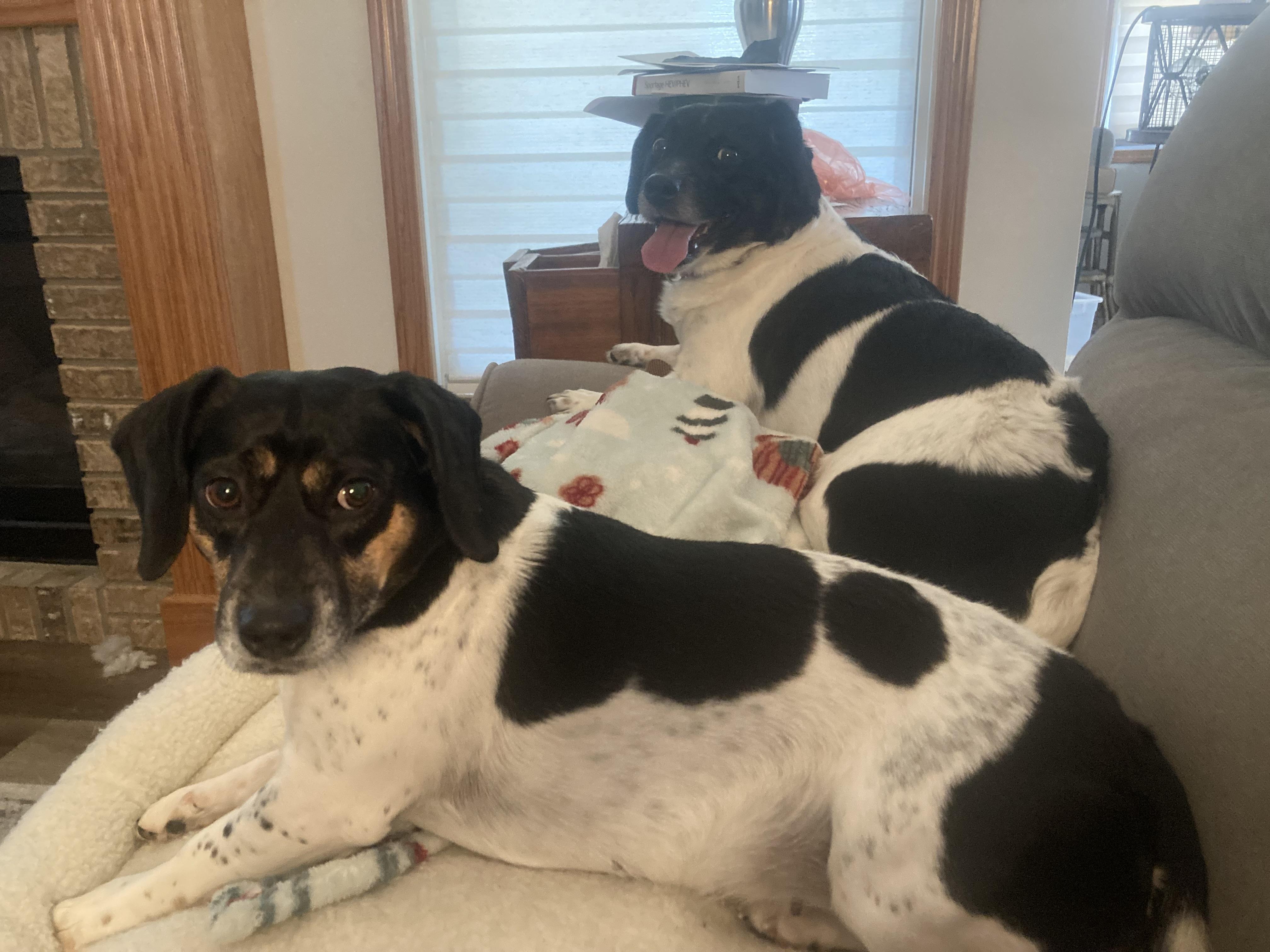 Enlarge Ivy (Bonded with Fern), a ADOPTABLE mixed breed in Bettendorf, IA image 2/6