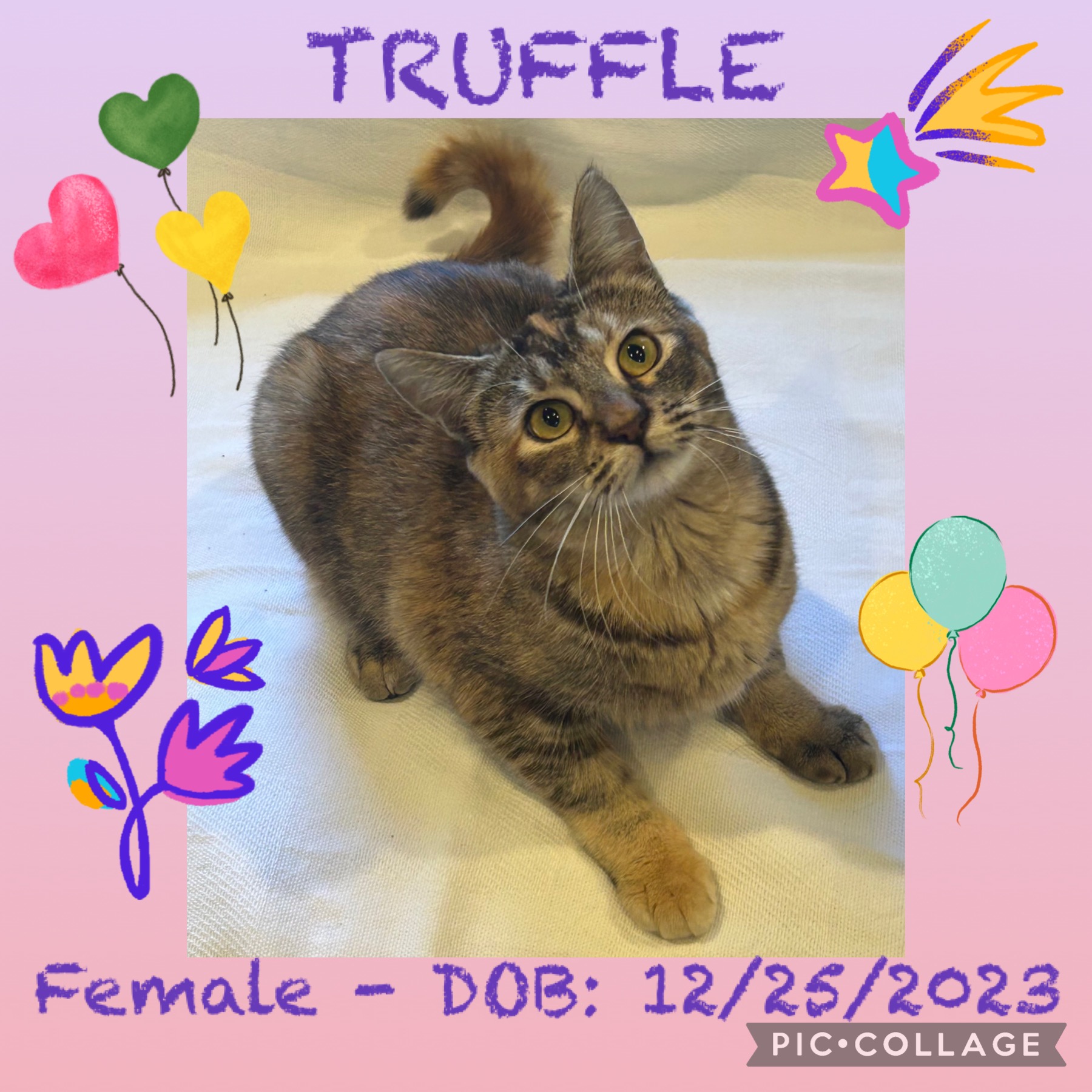 Truffle, Adoptable, Young Female Torbie & Tabby.