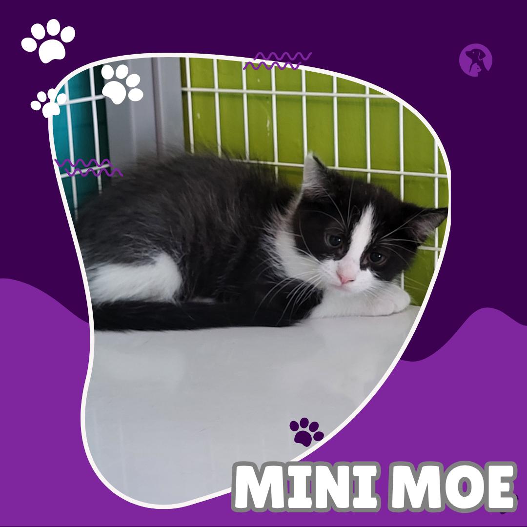 Mini Moe, Adoptable, Kitten Male Domestic Medium Hair.